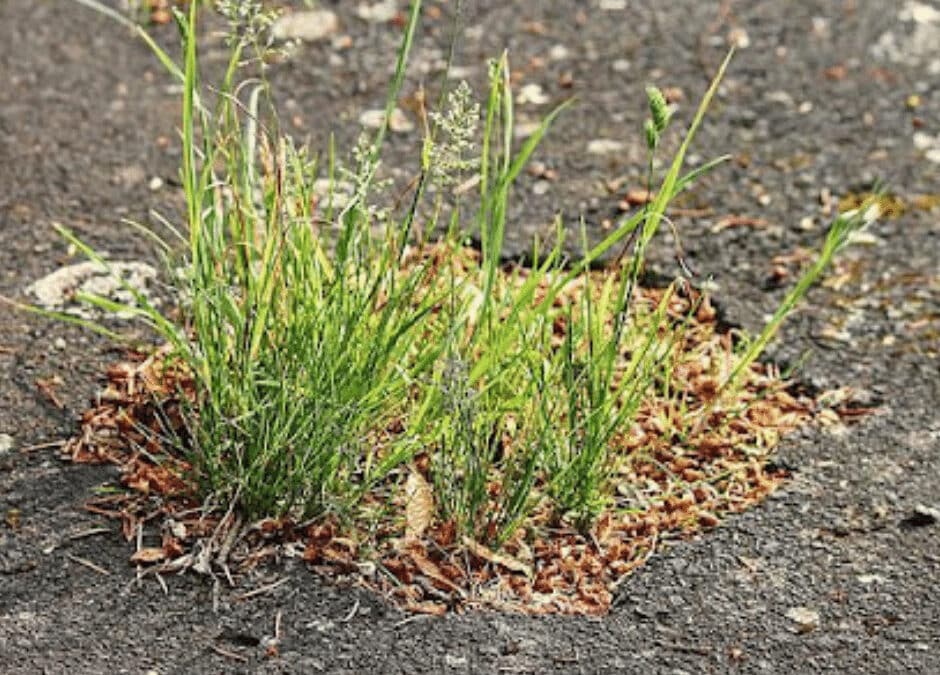 Weed growing out of a crack in the asphalt, an example of the dangers of avoiding driveway repairs.